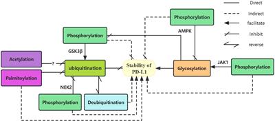 Regulation of post-translational modification of PD-L1 and advances in tumor immunotherapy